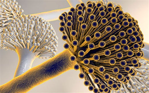 Advierte científica mexicana de hongos que provocan hasta 30 % de casos de cáncer de hígado