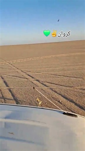 Falcon Hunting Karwan in Desert Sky 🦅🏜️ #falconry #falcon #desertfalcon