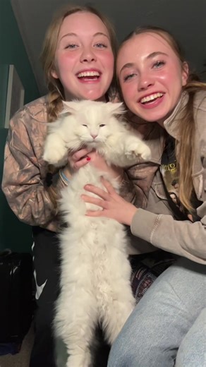 Aw omg! #cat #cute @Addison Hodge | cat