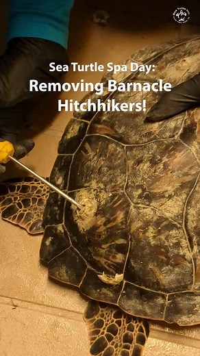 Removing Barnacles from Cold Stunned Sea Turtles