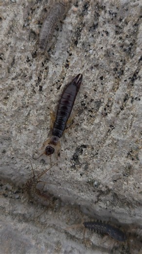 Earwig (Dermaptera)