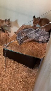 100K views · 1.3K reactions | Our Surrogate Gray Fox, Foxy, with the Red Fox kits. They have gotten so big and they love to play. We are not sure who loves the company more. 殺. Foxy is gentle, yet corrective with these pups. Next month the kits will be moved to an outdoor enclosure to get use to outdoor temperatures and learn to hunt. #wildliferehab #foxes Side Note: We are correcting the hanging chain that broke. | Wild West Wildlife Rehabilitation Center | Facebook