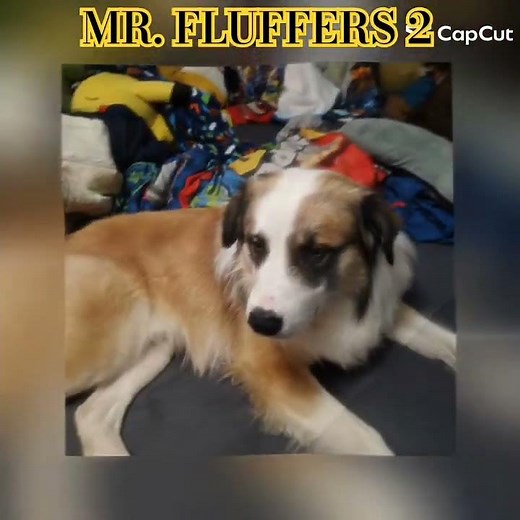 another edit of Mr. Fluffers 🐶