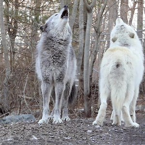 108K views · 20K reactions | Be inspired by their howls. #standforwolves | Wolf Conservation Center | Facebook
