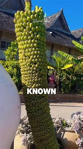 5 Potassium-Rich Fruits You Should Be Eating!