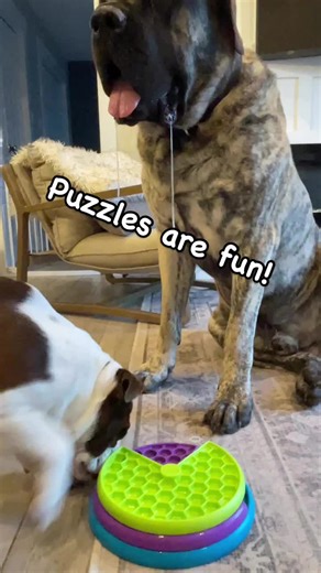 Puzzles are fun!?! It depends on the players! #puzzle #puzzlegame #dogtrainer #gamenight #englishmastiff #englishbulldog #siblings