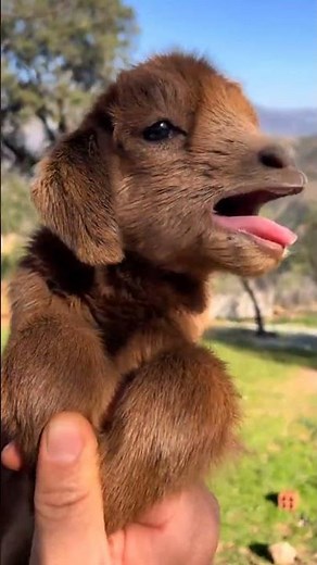 Baby Goat Sound Like Crying Baby | Cute Kid Goat Bleating Maa Maa | Funny Animal #shorts