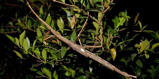See where a newly discovered giant stick bug was recently spotted