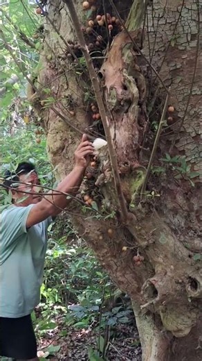 can be a large tree-dwelling animal #shortvideo #nature