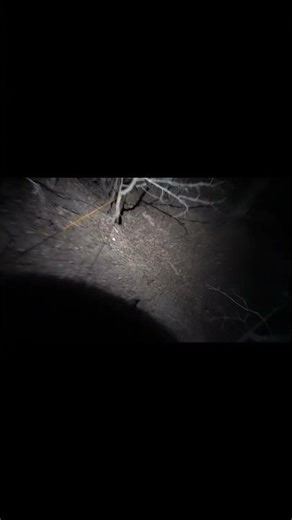 Border Collie Blood Tracker