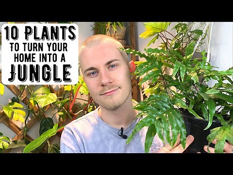 10 Houseplants That Will Quickly Turn Your Home Into A Jungle