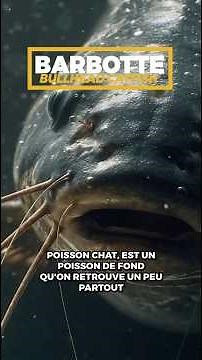 La Barbote : le poisson le plus sous-estimé des fonds marins 😳🌊 (ce que personne ne remarque)