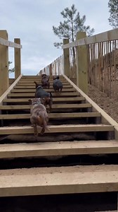 Hello beach, bye bye problems 👋🏻 #dachshunds #dachshundsofinstagram #sausagedogsofinstagram #sausagedog #doxie #hunde #runningdog #beachwalk #norfolk #happydogs #happydoghappylife #dogreels #dogvideos #behappy | The Daxie Trouble