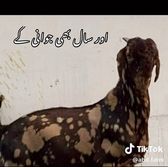 abd.farm on TikTok