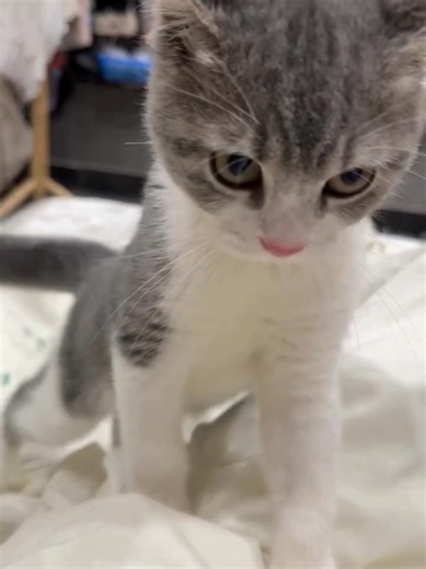 Cute Cat Video: Funny & Adorable Cat Moments