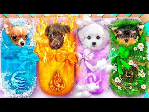 ¡Adoptamos Perro de Fuego, Agua, Aire y Tierra! Persiguiendo Mascotas de Elementos Mágicos