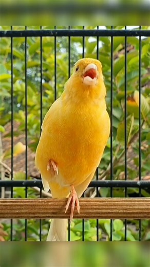 this bird sings elegantly #birds #animals #funny