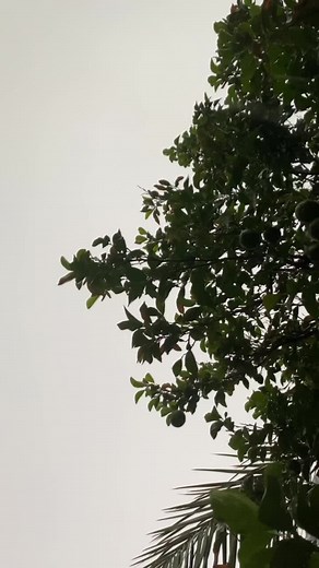 Exploring Lush Green Foliage and Autumn Hues