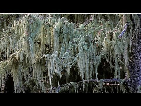 Lichens and Lichen Bioindication Science