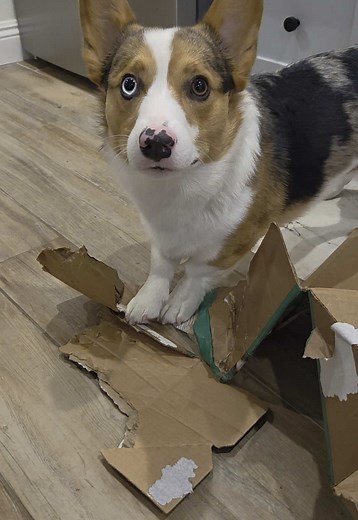 Odin: 😡😈🤠🥊🥊 The box: 📦🫨😵💀🪦 #Corgi #CorgiTok #CorgisOfTikTok #PembrokeWelshCorgi #PembrokeWelsh #CorgiPuppy #CorgiDog #PuppyTok #DogTok #BlueMerleDog #BlueMerleCorgi #BlueMerlePuppy #BlueMerle #OdinTheeCorgi #FYP #Trending #Trend #TrendingVideo