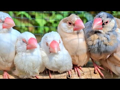 Beautiful java sparrows sing perfect song so sweet. Open honey song for training your bird sing.