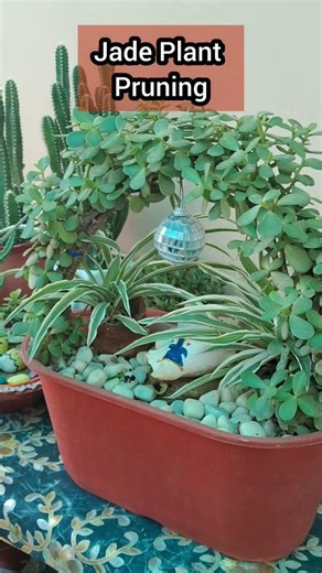 Jade Plant Pruning #shorts#jade#plant#pruning#plantcutting