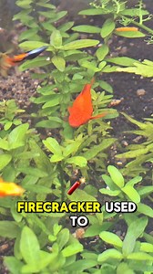 This Female Firecracker Swordtail Becomes Very Social #aquariumfish #swordtailfish #fish | Jovanie Tampus Delos Santos