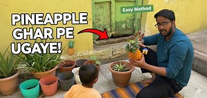Is video mein aap jaanenge ghar par pineapple plant kaise lagaye aur kaise easily pineapple ugaya ja sakta hai. Agar aap bhi apne home garden mein pineapple ka plant lagana chahte ho, toh yeh video aapke liye bahut useful hai. Is video mein aapko milega: ✅ Pineapple ka plant kaise tayar kare ✅ Pineapple ka crown kaise lagaye ✅ Pineapple pot mein kaise ugaye ✅ Pineapple plant ki care kaise kare ✅ Pineapple ugne mein kitna time lagta hai Yeh method beginners ke liye bhi bahut easy hai. Aap chhoti 