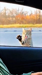 Honk once… and the cat activates FIGHT MODE! 😹😾 She loses her bird and then climbs the car window to confront the ‘criminals’! 👉 Question: Who was wrong here—the cat or the guys in the car? 😼🚗 #FunnyPets #CatVsBird #SpiderCat #AnimalComedy #PetMoments #ViralVideo #CatFails #CuteAnimals | MD.Ismail's Viral Comedy