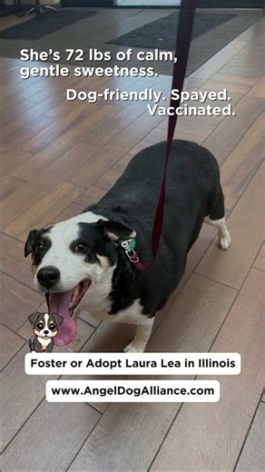 Sweet Senior’s Dog Seeks New Home After Owner Can’t Care for Her 💔 | Adopt Laura Lea in Illinois