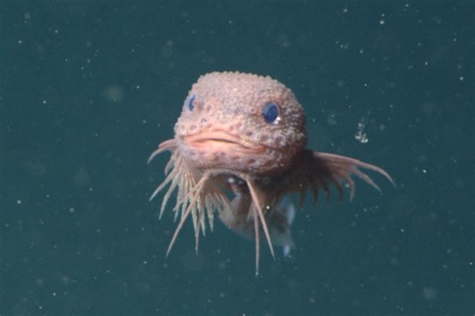 Scientists Discover Strange New Deep-Sea Fish Species