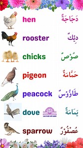 683K views · 10K reactions | learn arabic and english. #arabic #arabictoenglish #englishtoarabic #learning #arabiclanguage #learn #learnarabic #learnenglish #language #education | Sazzadur Rahman Sabbir | Facebook