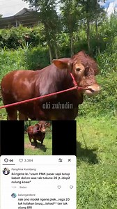 Alaaahyuung.. Sapi Gede di Tawar 20 juta 😂😅 #bull #sapi #cow #viralreelsシ #sorotan | Oki zuhudin page