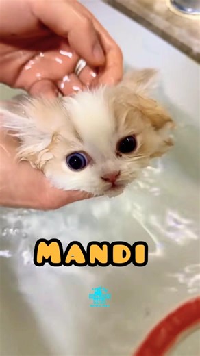 Mandiin Kucing | Bathing the Cat