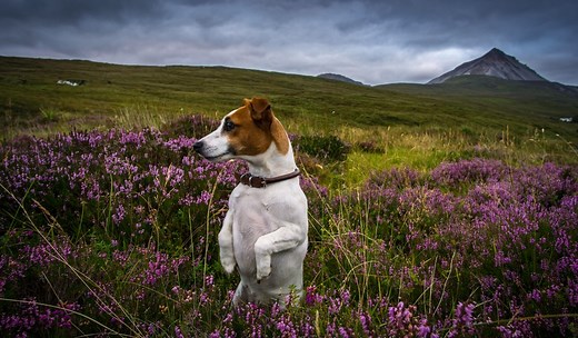 220 Irish Dog Names - Cuteness