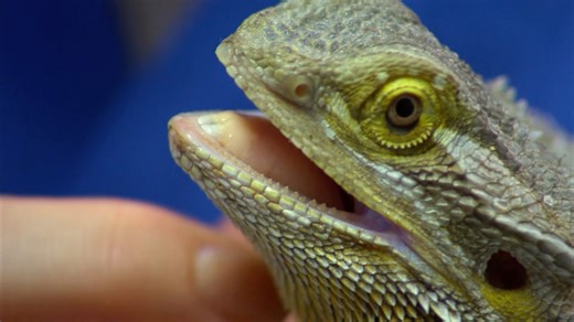 Vet solves the mystery of bearded dragon's gender 🫣 | Bondi Vet