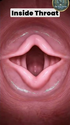 Human Throat Anatomy Explained | Vocal Cords in Action#anatomy#shorts#vocalcords