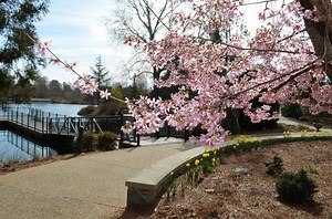Cherry Tree Walk at Lewis Ginter Botanical Garden, Richmond, VA