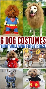 25 Adorable Halloween Dog Costumes: DIY or Buy - Barefoot Budgeting