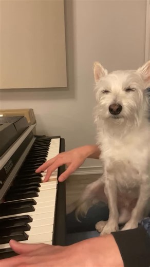 Kara Mehrmann | Blissful Butters 🤍 . . . #jazz #jazzpiano #bliss #dogslife #rescuepup #allthethingsyouare | Instagram