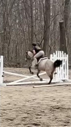 manny was perf at the clinic tdy 😻🎉! @char.pony.spammm #horse #spreadkindness #yay #eq #ponyrider