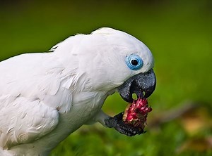 Blue eyed cockatoo - Alchetron, The Free Social Encyclopedia