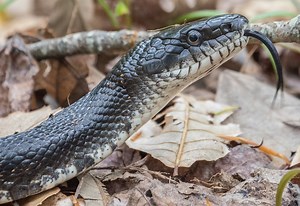 About Eastern Ratsnake - Maryland Biodiversity Project