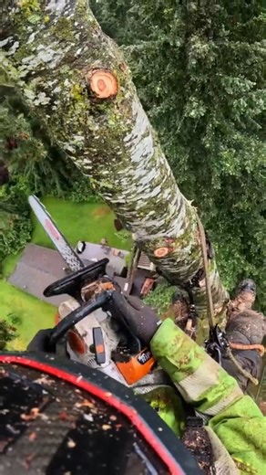 Most satisfying job on Earth? 🌲 POV from expert tree trimmer $500 #GoProAwards recipient Robert Knecht 👉 GoPro.com/Awards | GoPro
