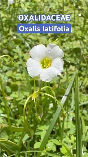 Oxalis latifolia Kunth ~ acederilla, trebol silvestre, yalal éelel, suuts' k'eyem ~ #nature #trebol