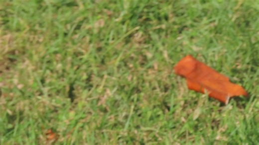 Cornus kousa is native to Japan, Korea and China and is very popular in American home landscapes. Kousa blooms after native flowering dogwood and ‘Nuttalli’ is especially late but not this late. These blooms are a bonus. | James Pass Arboretum