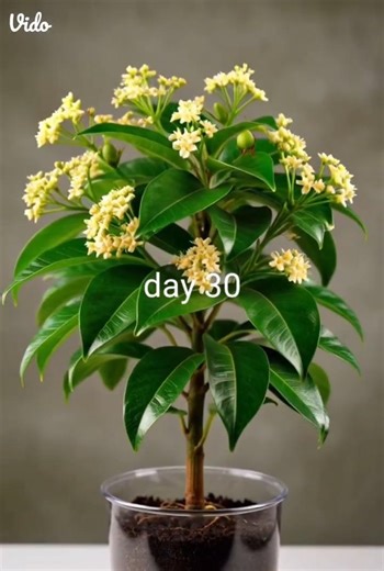 plant lapse time of mango #garden #subscribe #plants