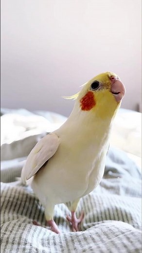 Morning time cute singing Moments ✨🎶🐥💖 #cockatielscraze #birdsinging