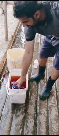 CIDR Protocol for Estrous Synchronization: Step-by-Step Guide 🐄✨Disinfecting the Applicator:💧 Dip in Pyodine Solution: Start by dipping the CIDR applicator in povidone-iodine to disinfect and… | Muhammad Amjad