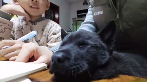 Dog peacefully sleeps while father helps son with homework in Shandong, China